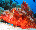 Dive Spirit - Poison Reef